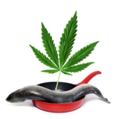 A fish, a frying pan, a marijuana leaf