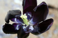 Creative Commons photo of black tulip courtesy of Photography_Gal's Flickr photostream