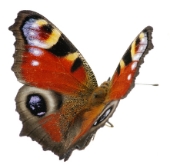 Butterfly. Image from Shutterstock