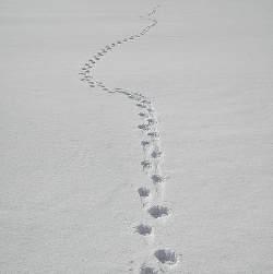 Creative Commons photo of tracks in the snow courtesy of Pöllö