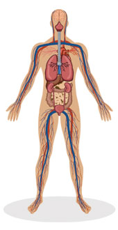 Human body, courtesy of Shutterstock