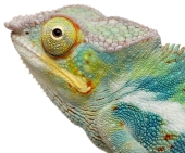 Chameleon. Image from Shutterstock