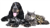 Dog, cat and turtle. Image courtesy of Shutterstock.