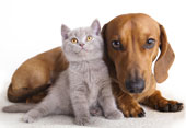 Cat and dog. Image courtesy of Shutterstock.