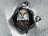 Images of hole and eagle courtesy of Shutterstock