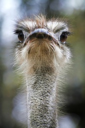 Ostrich image courtesy of Shutterstock