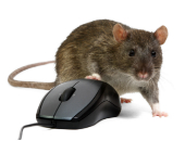 Image of rat courtesy of Shutterstock