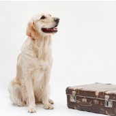 Dog with suitcase, courtesy of Shutterstock