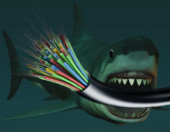 Composite image of shark and cables courtesy of Shutterstock