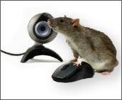 Image of rat with mouse and webcam courtesy of Shutterstock
