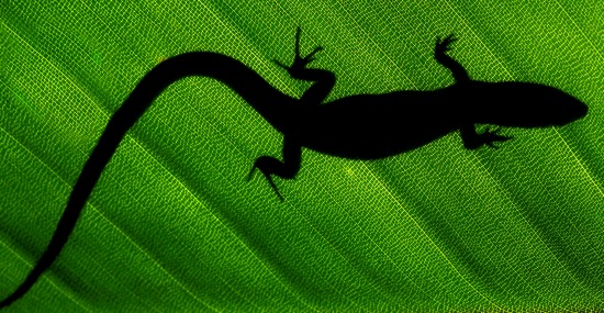 Lizard. Image courtesy of Shutterstock.