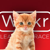 Wickr and kitten