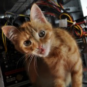 Cat. Image courtesy of Shutterstock.