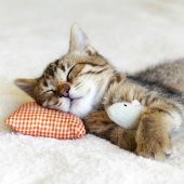 Image of kitten sleeping with toy mouse, courtesy of Shutterstock