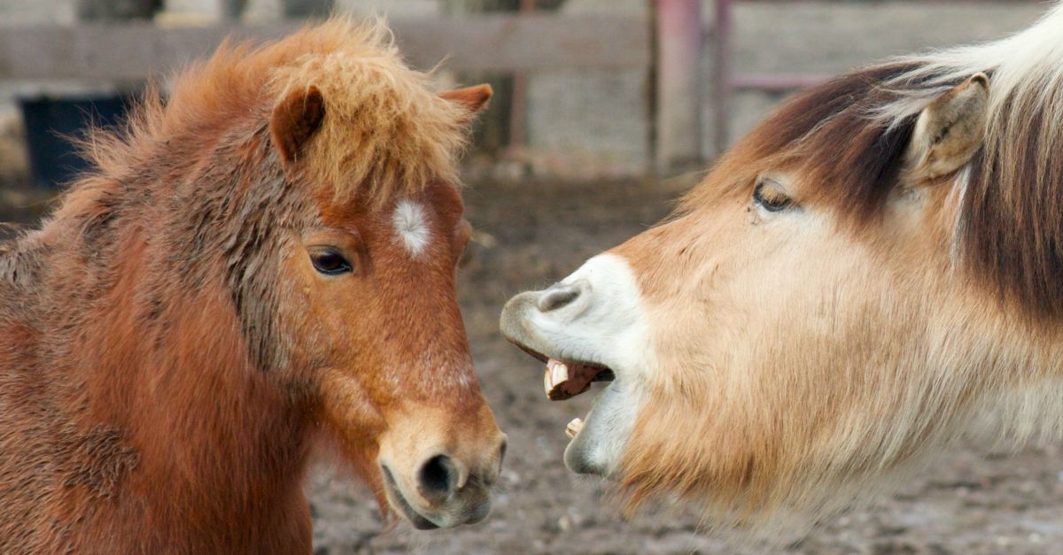 Horse. Image courtesy of Shutterstock.