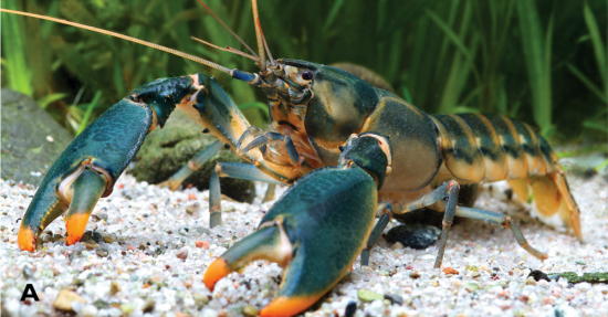 Snowden crayfish